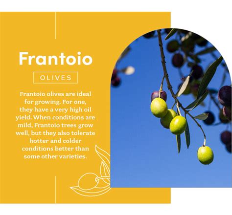 frantoio hermes picholine|Everything You Need to Know About Olive Varieties – Brightland.